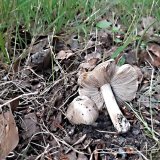 Vláknice začervenalá (Inocybe erubescens) od MV