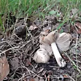 Vláknice začervenalá (Inocybe erubescens) od MV