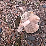 Vláknice začervenalá (Inocybe erubescens) od MV