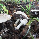 Pečárka zápašná (Agaricus xanthodermus) od jcp