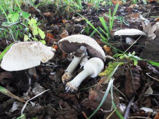 Pečárka zápašná (Agaricus xanthodermus) od jcp