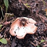 Vláknice začervenalá (Inocybe erubescens) od MV