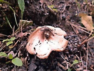 Vláknice začervenalá (Inocybe erubescens) od MV