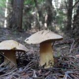 Hřib (klouzek) strakoš (Suillus variegatus) od jcp