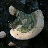 Outkovka chlupatá (Trametes hirsuta) od Tony52