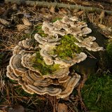 Outkovka pestrá (Trametes versicolo) od Tony52