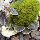 Outkovka pestrá (Trametes versicolo) od Tony52