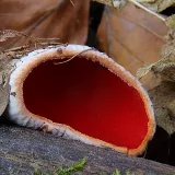 Ohnivec rakouský (Sarcoscypha austriaca) od vlk