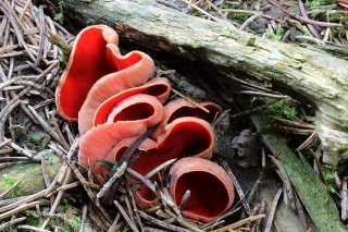 Ohnivec rakouský (Sarcoscypha austriaca) od vlk