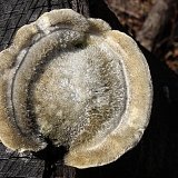 Outkovka chlupatá (Trametes hirsuta) od vlk