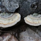 Outkovka chlupatá (Trametes hirsuta) od vlk