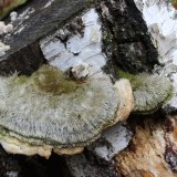 Outkovka chlupatá (Trametes hirsuta) od vlk