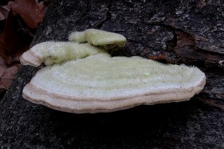 Outkovka chlupatá (Trametes hirsuta) od vlk