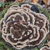 Outkovka pestrá (Trametes versicolo) od vlk