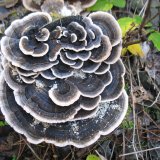 Outkovka pestrá (Trametes versicolo) od vlk