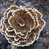 Outkovka pestrá (Trametes versicolo) od vlk