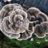 Outkovka pestrá (Trametes versicolo) od vlk