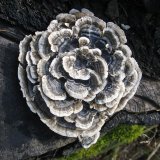 Outkovka pestrá (Trametes versicolo) od vlk