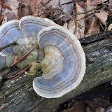 Outkovka pestrá (Trametes versicolo) od vlk