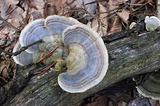 Outkovka pestrá (Trametes versicolo) od vlk