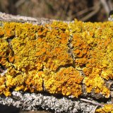 Terčovník zední (Maritime sunburst lichen) od vlk