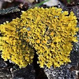 Terčovník zední (Maritime sunburst lichen) od vlk