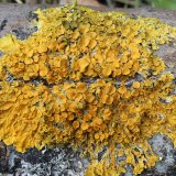 Terčovník zední (Maritime sunburst lichen) od vlk