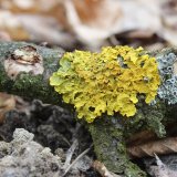 Terčovník zední (Maritime sunburst lichen) od vlk