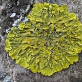 Terčovník zední (Maritime sunburst lichen) od vlk