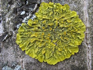 Terčovník zední (Maritime sunburst lichen) od vlk