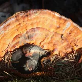 Troudnatec pásovaný (Fomitopsis pinicola) od vlk