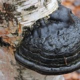 Troudnatec kopytovitý (Fomes fomentarius) od vlk