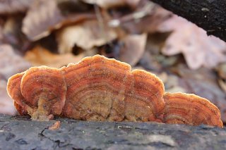 Pevník plstnatý (Stereum subtomentosum) od vlk