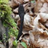 Dřevnatka dlouhonohá (Xylaria longipes) od vlk