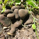 Dřevnatka mnohotvará (Xylaria polymorpha) od vlk