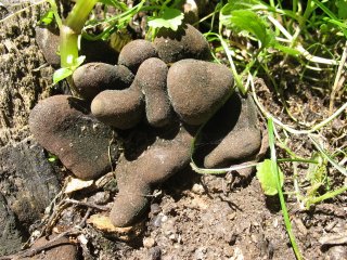 Dřevnatka mnohotvará (Xylaria polymorpha) od vlk