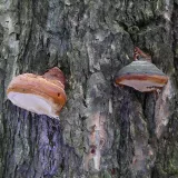 Ohňovec obecný (Phellinus igniarius) od Tony52