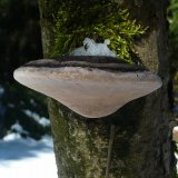 Ohňovec obecný (Phellinus igniarius) od Tony52