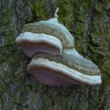 Ohňovec obecný (Phellinus igniarius) od Tony52