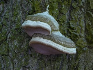 Ohňovec obecný (Phellinus igniarius) od Tony52