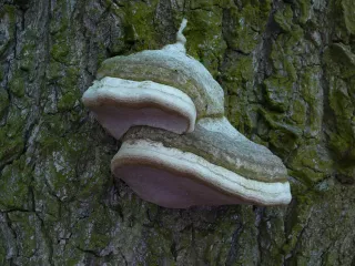 Ohňovec obecný (Phellinus igniarius) od Tony52