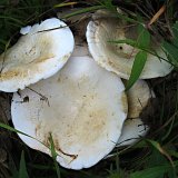 Ryzec peprný (Lactarius piperatus) od vlk