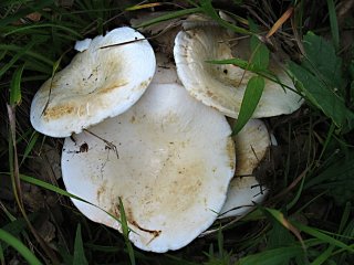 Ryzec peprný (Lactarius piperatus) od vlk