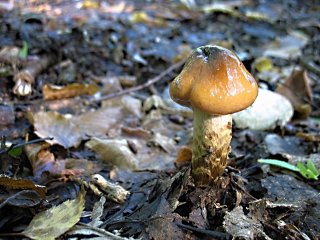 Pavučinec osikový (Cortinarius trivialis) od vlk