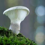 Hlíva dubová (Pleurotus dryinus) od Martin