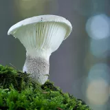 Hlíva dubová (Pleurotus dryinus) od Martin