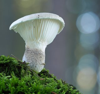 Hlíva dubová (Pleurotus dryinus) od Martin