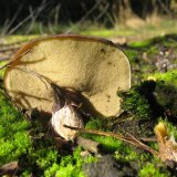 Klouzek zrnitý (Suillus granulatus) od vlk