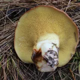 Klouzek zrnitý (Suillus granulatus) od vlk