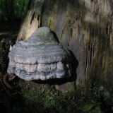 Troudnatec kopytovitý (Fomes fomentarius) od vlk